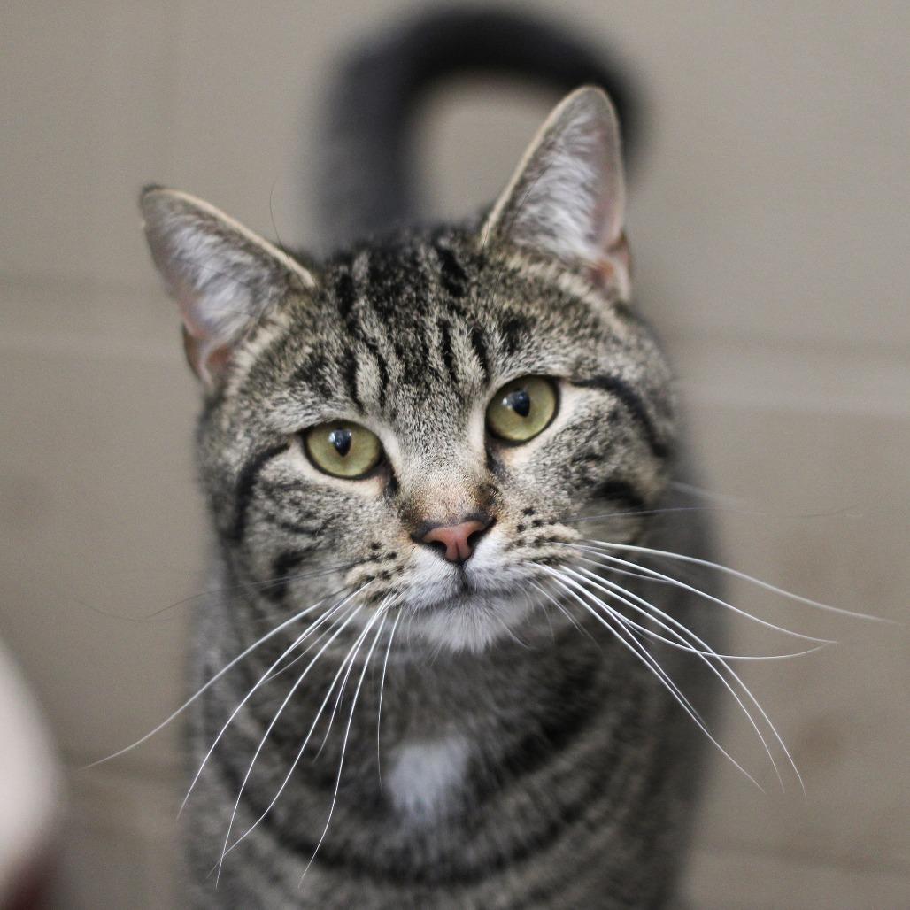 Enlarge Leonardo, a Adoptable Domestic Short Hair in Versailles, KY image 3/3