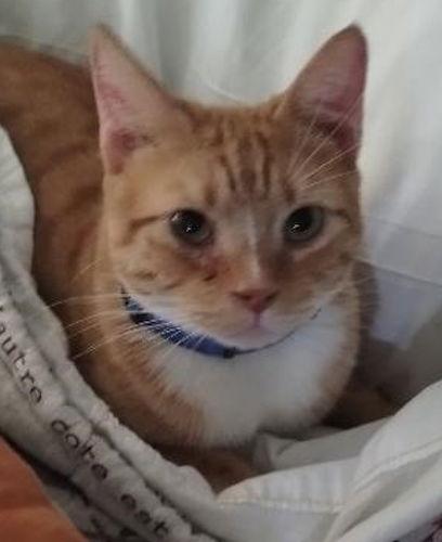 Enlarge Burnie - Petsmart Plantation, a Adopted American Shorthair in Oakland Park, FL image 1/3