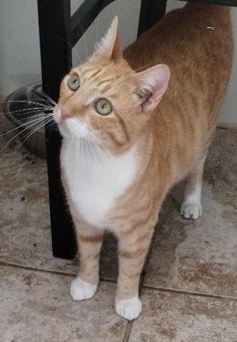 Enlarge Burnie - Petsmart Plantation, a Adopted American Shorthair in Oakland Park, FL image 2/3