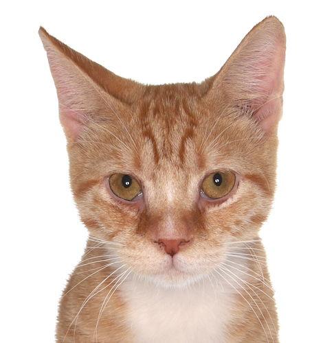 Enlarge Burnie - Petsmart Plantation, a Adopted American Shorthair in Oakland Park, FL image 3/3