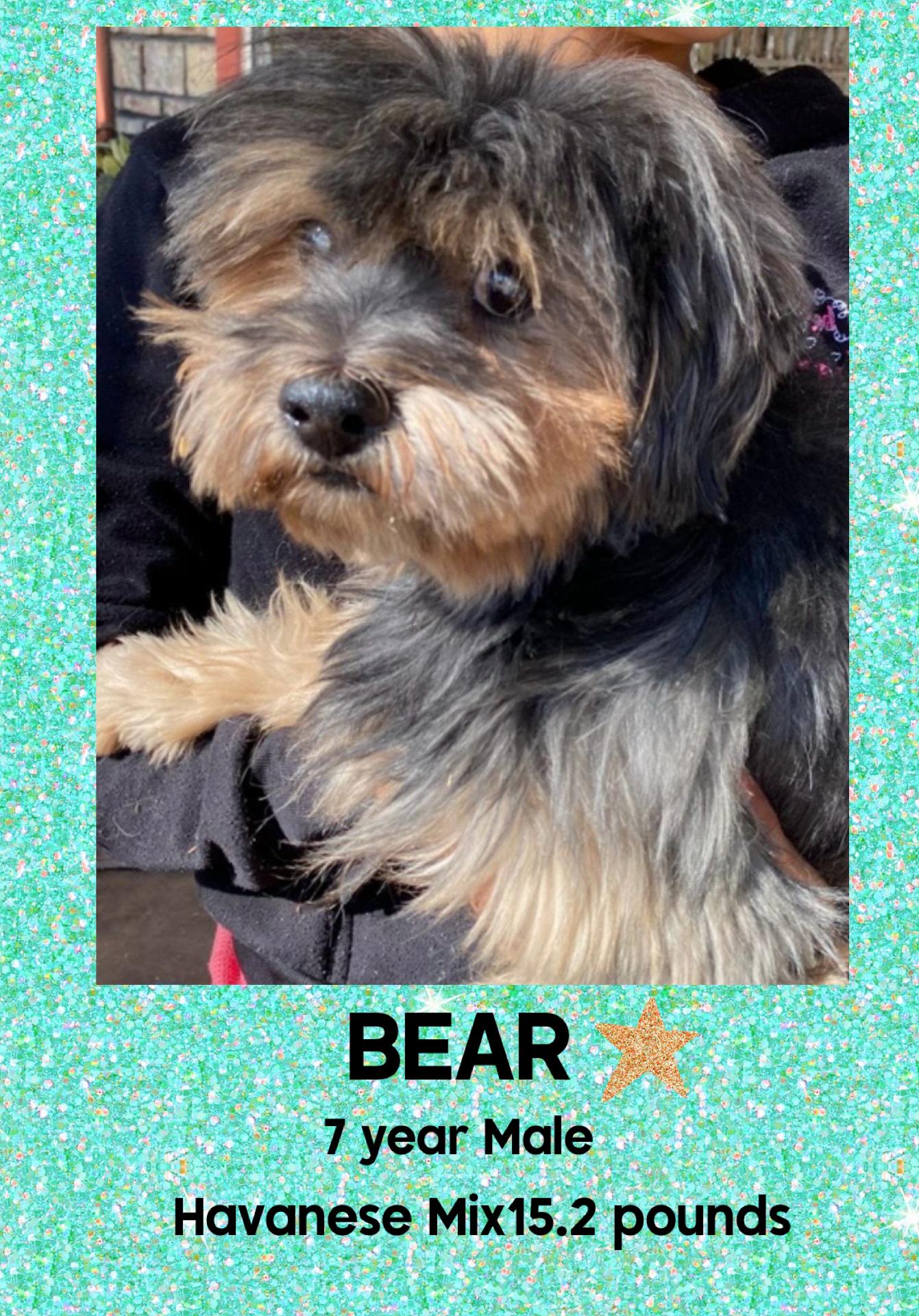 Enlarge BEAR – 7 YEAR MALE HAVANESE MIX, an adopted Havanese in Mesa, AZ image 1/1