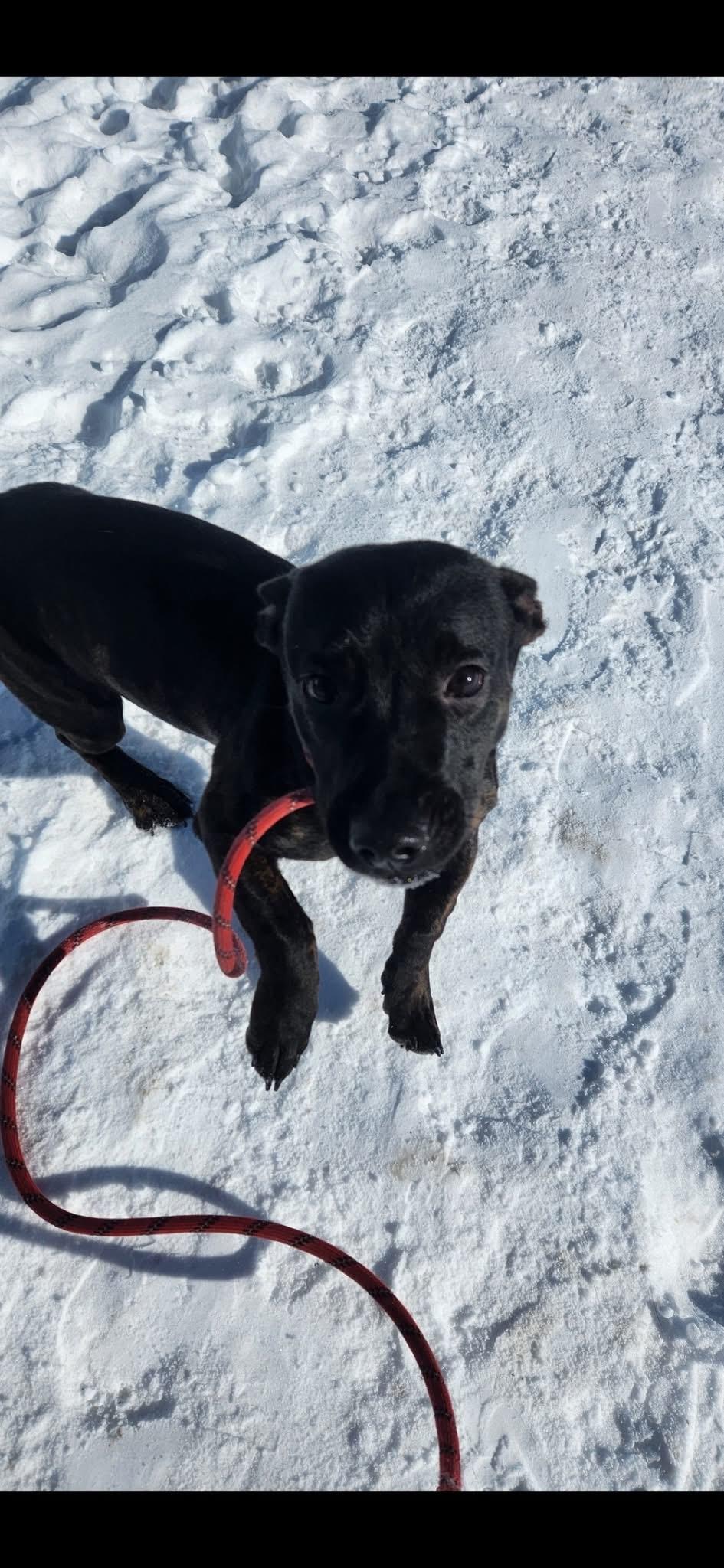 Rex, adopted, Young Male Dachshund.