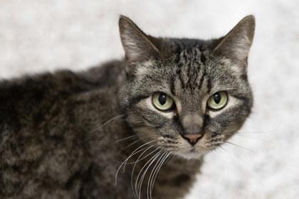 Marcell, Adoptable, Senior Male Domestic Short Hair & Domestic Short Hair.