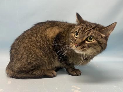 Enlarge Marcell, a Adoptable mixed breed in Golden Valley, MN image 2/3