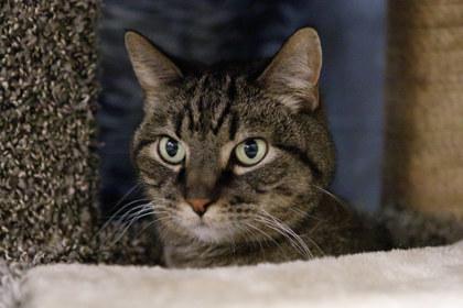 Enlarge Marcell, a Adoptable mixed breed in Golden Valley, MN image 3/3