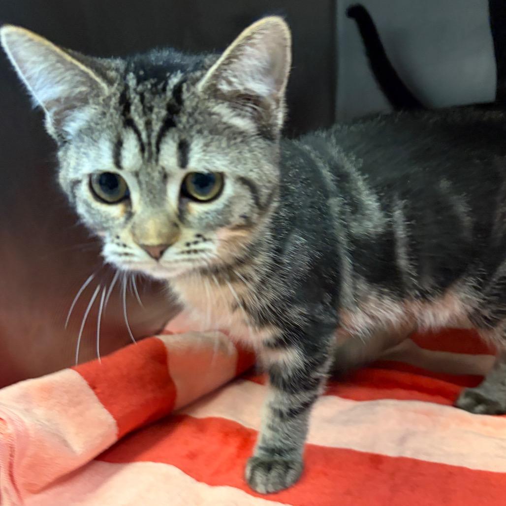 Taffy, Adoptable, Kitten Female Domestic Short Hair.