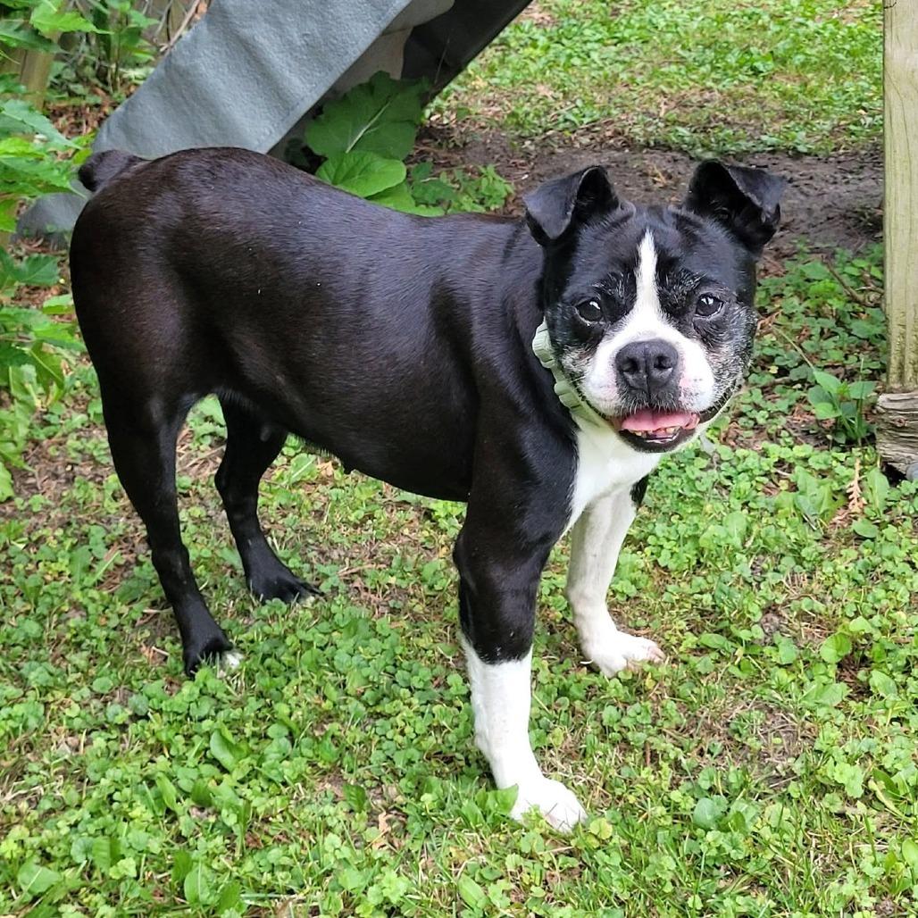 Mya, Adoptable, Senior Female Boston Terrier & None.