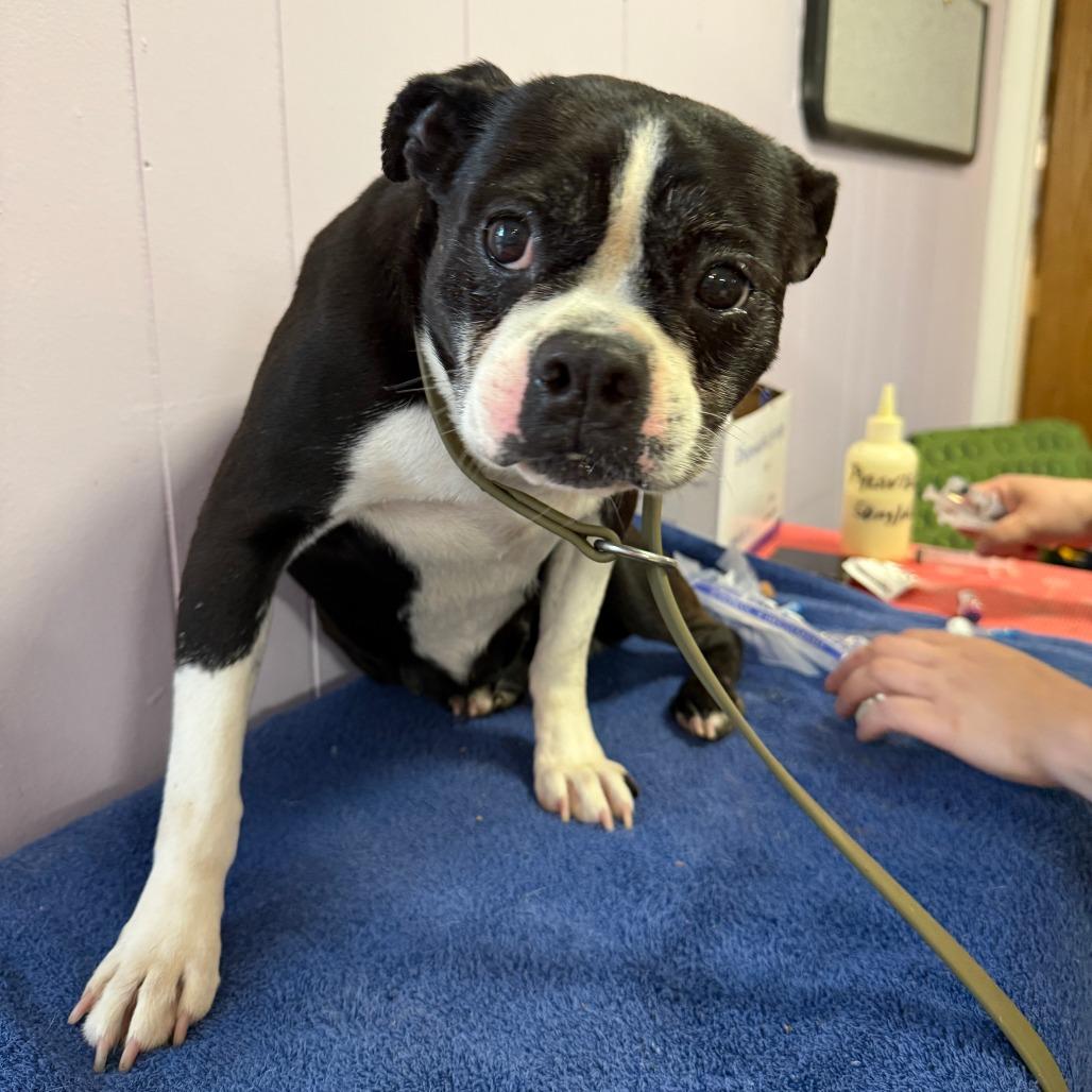 Mya, a Adoptable Boston Terrier in Madison, WI image 2/2