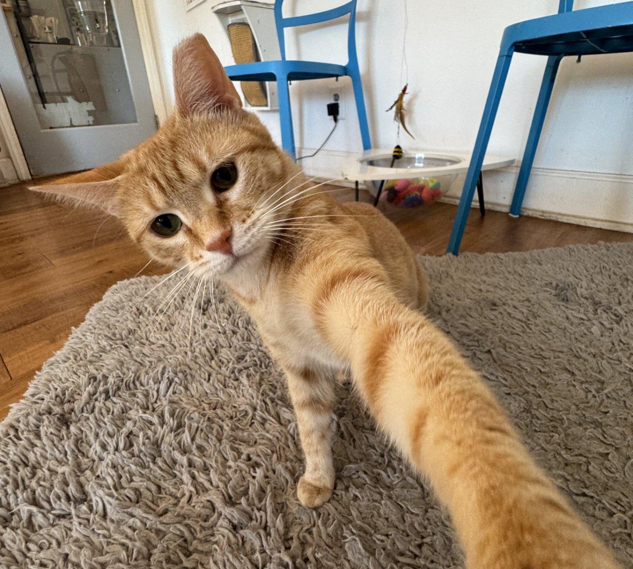 Jolie, Adoptable, Young Female Domestic Short Hair.