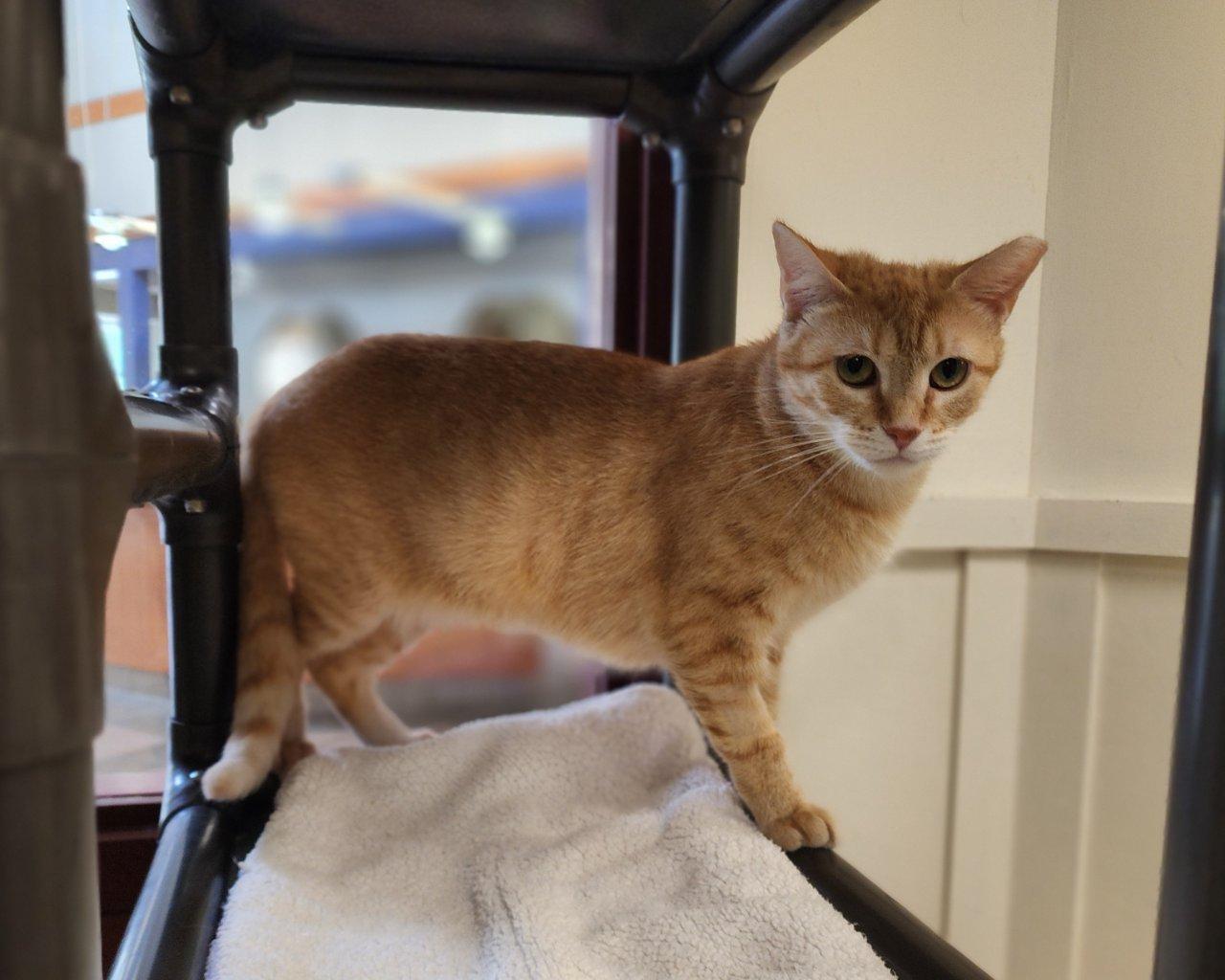 Cerenia, Adoptable, Young Female Domestic Short Hair.