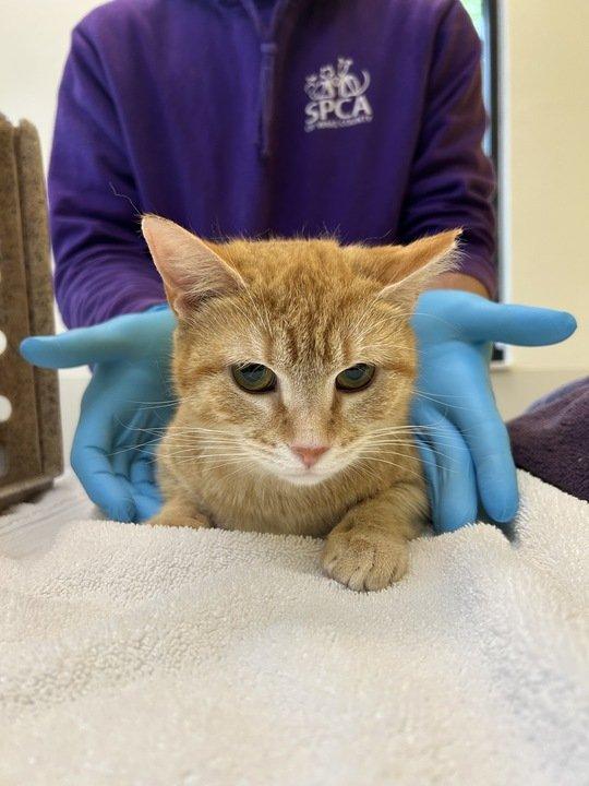 Cerenia, a Adoptable Domestic Short Hair in Raleigh, NC image 2/5