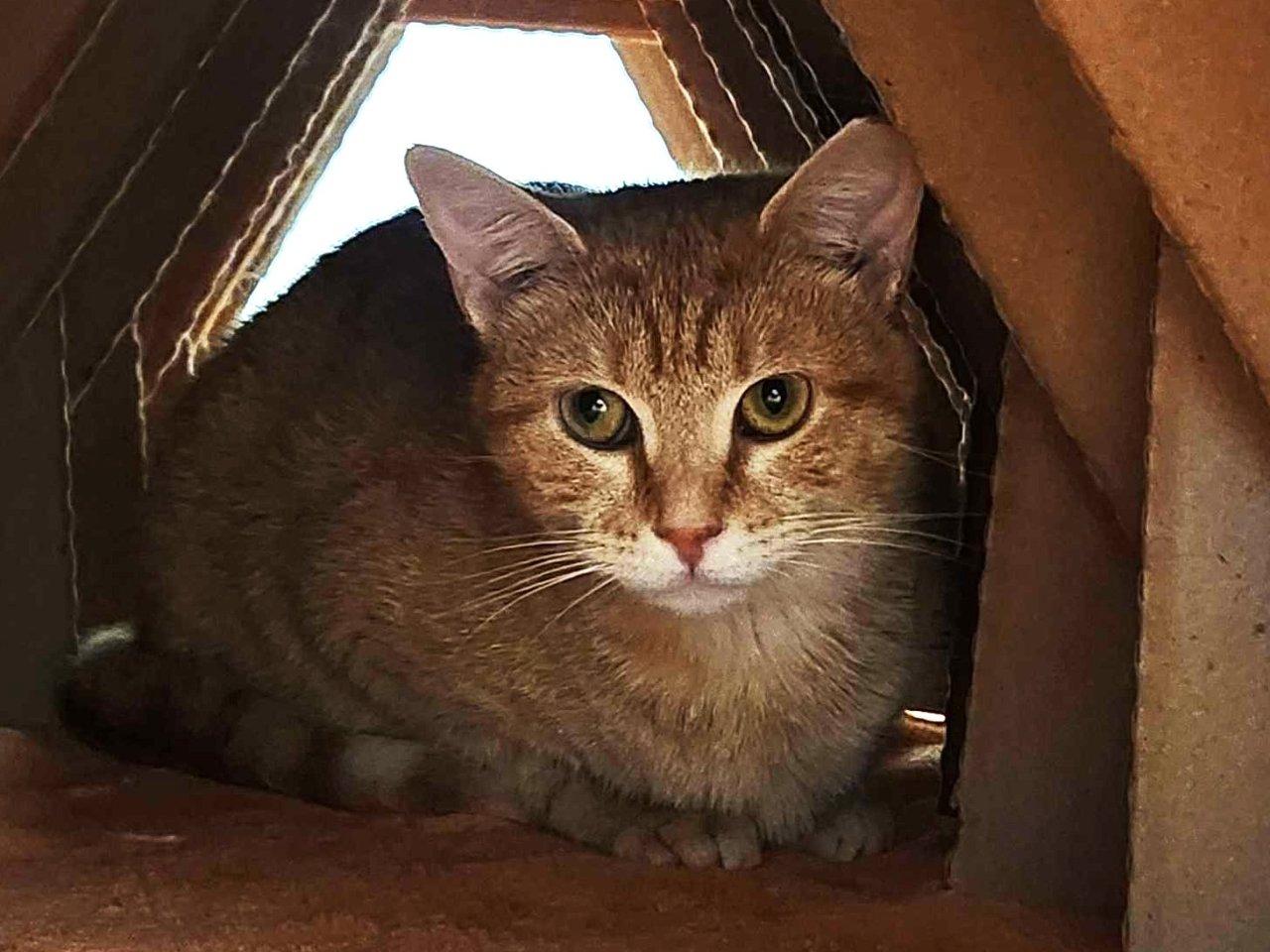 Cerenia, a Adoptable Domestic Short Hair in Raleigh, NC image 3/5