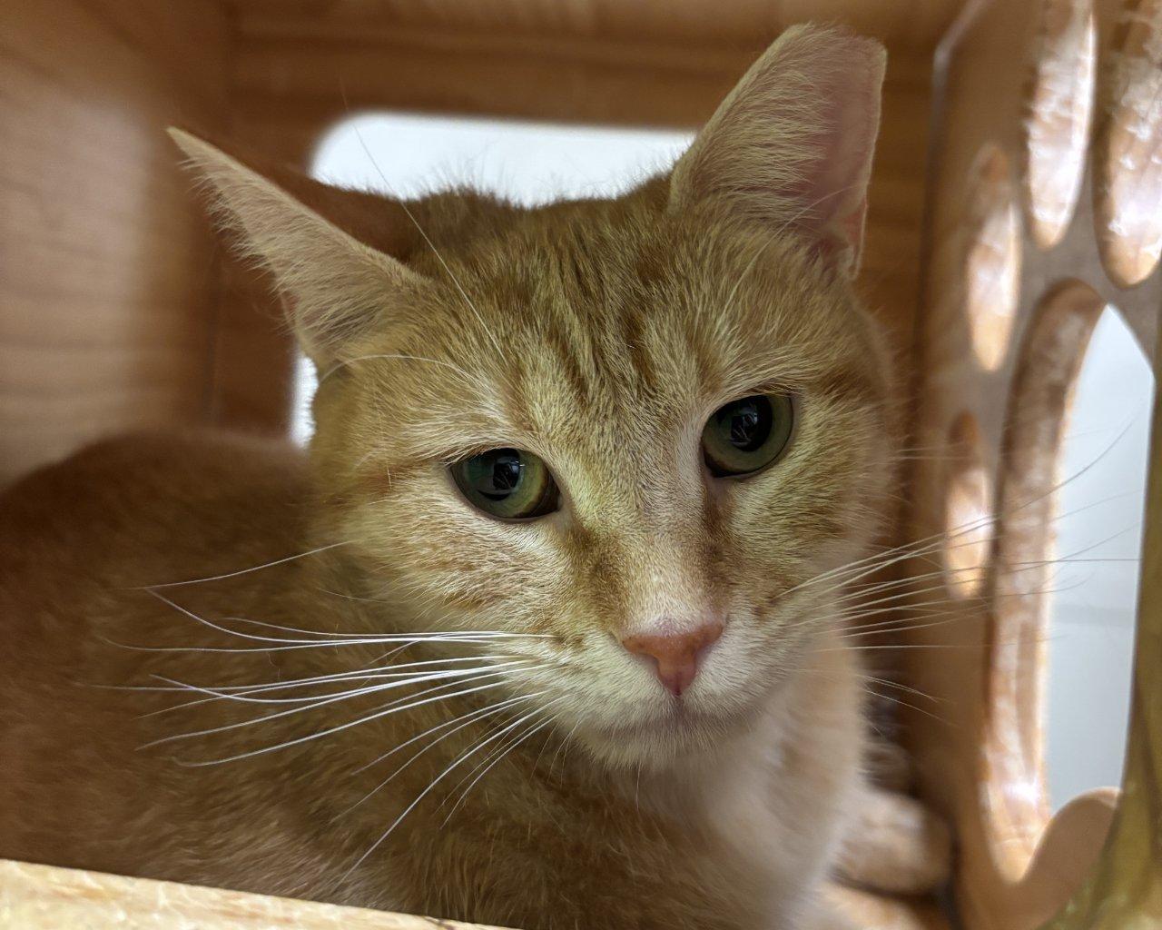 Cerenia, a Adoptable Domestic Short Hair in Raleigh, NC image 4/5