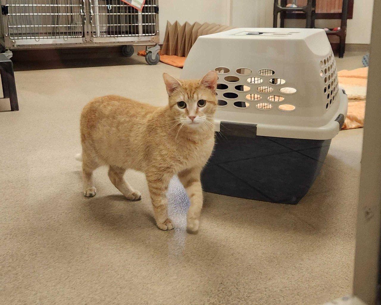 Cerenia, a Adoptable Domestic Short Hair in Raleigh, NC image 5/5