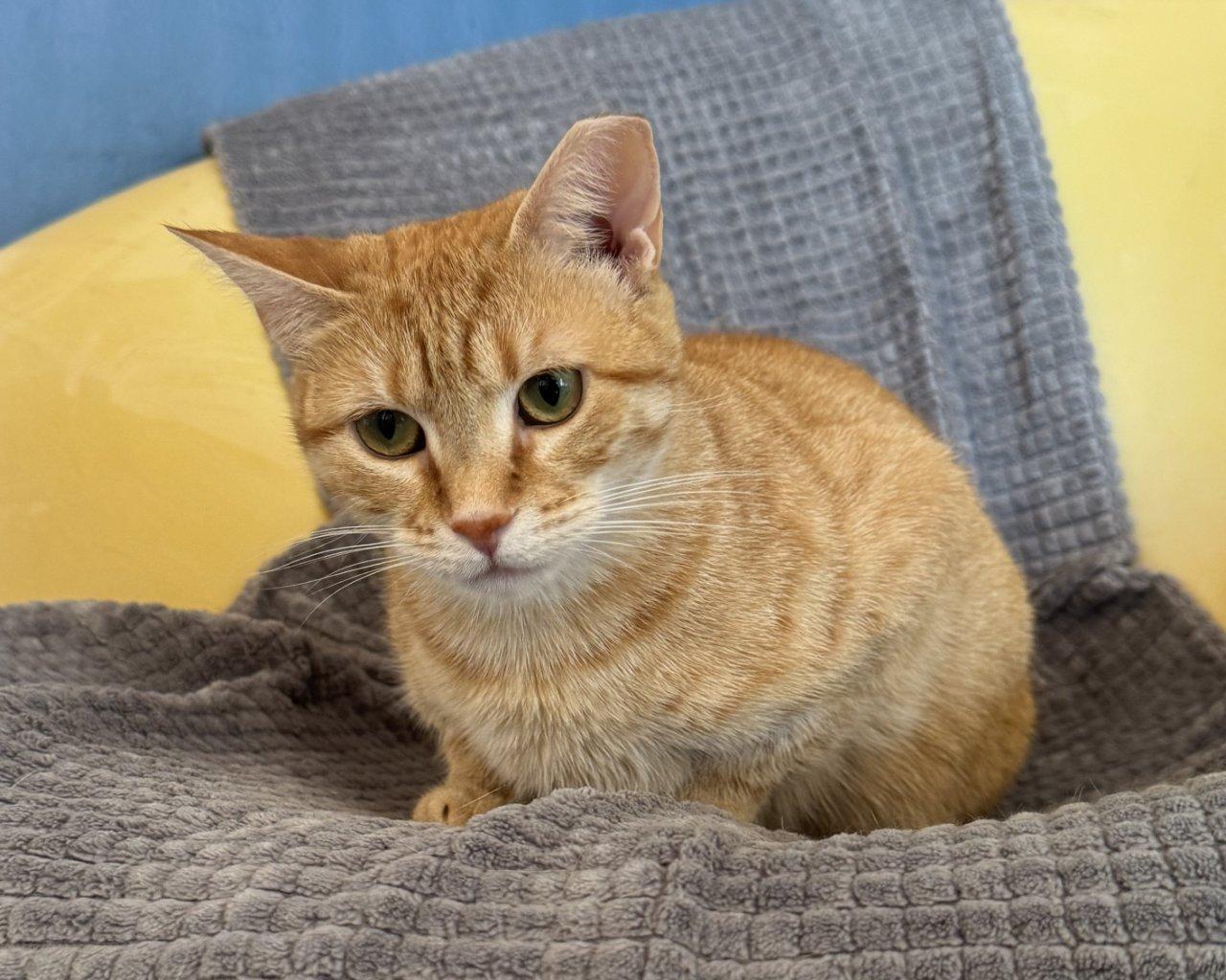 Jolie, a Adoptable Domestic Short Hair in Raleigh, NC image 5/5