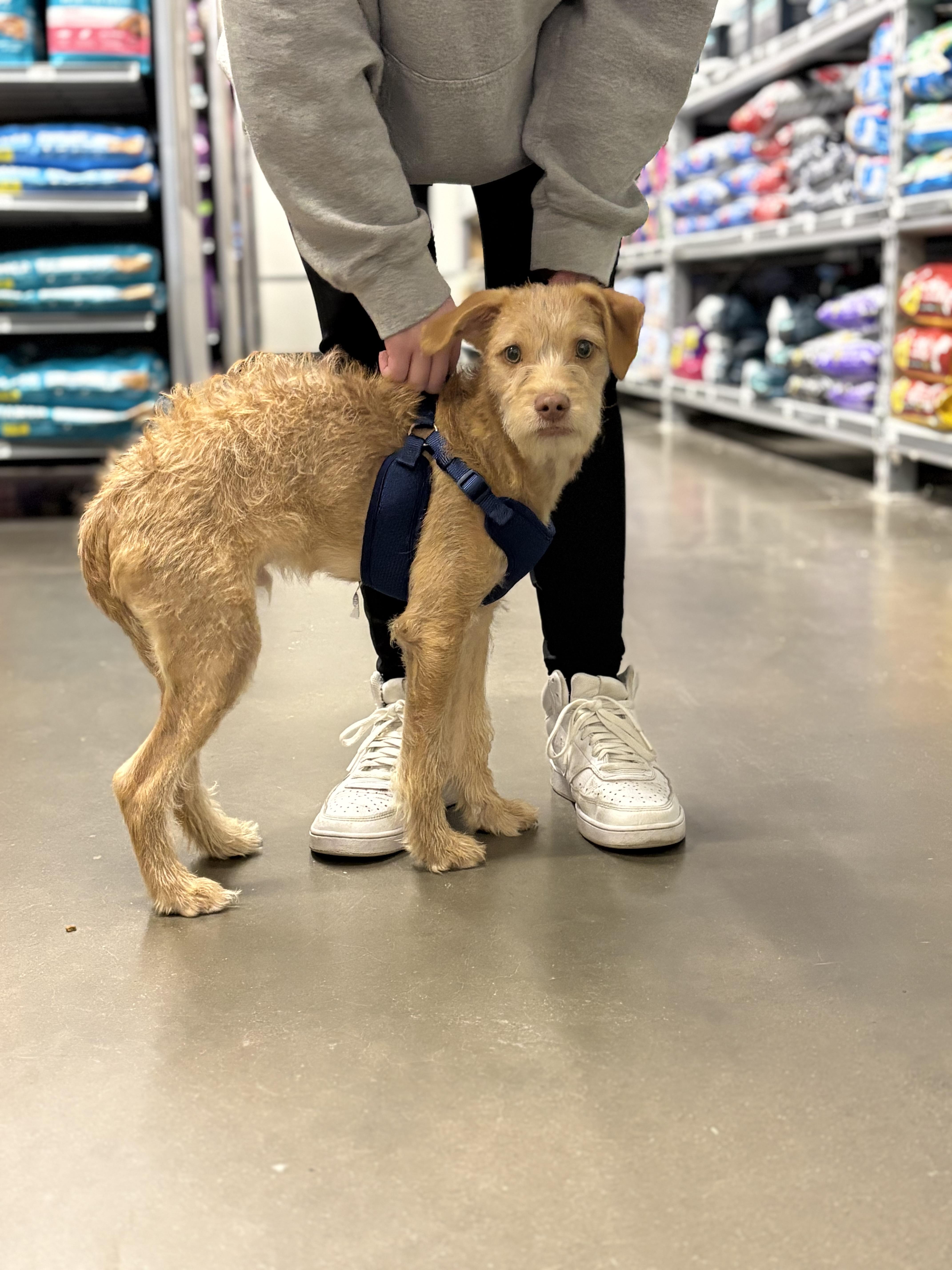 Enlarge Monroe, an adoptable mixed breed in Zimmerman, MN image 1/3