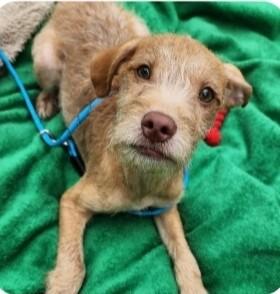 Enlarge Monroe, an adoptable mixed breed in Zimmerman, MN image 3/3