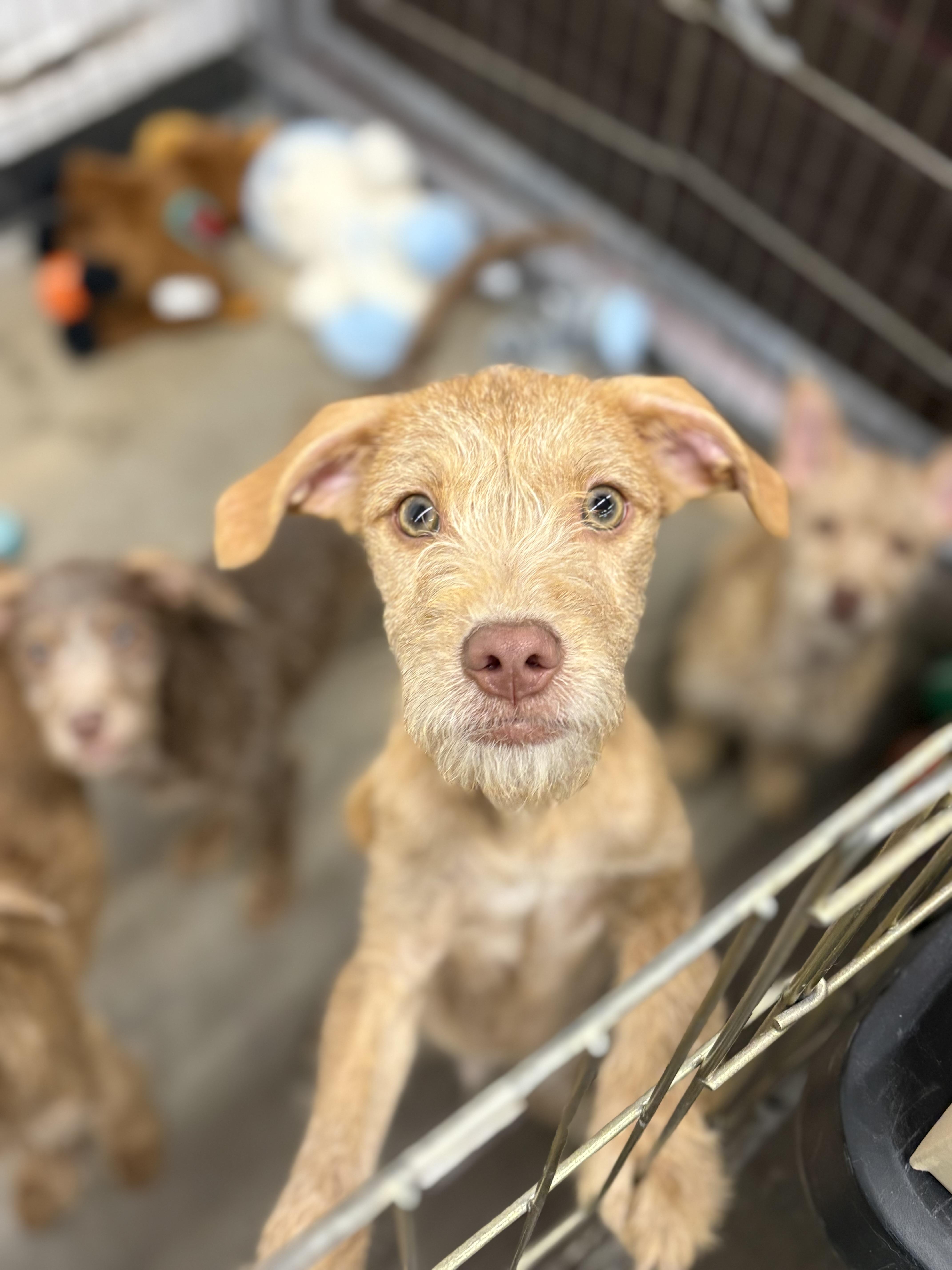Enlarge Monroe, an adoptable mixed breed in Zimmerman, MN image 2/3