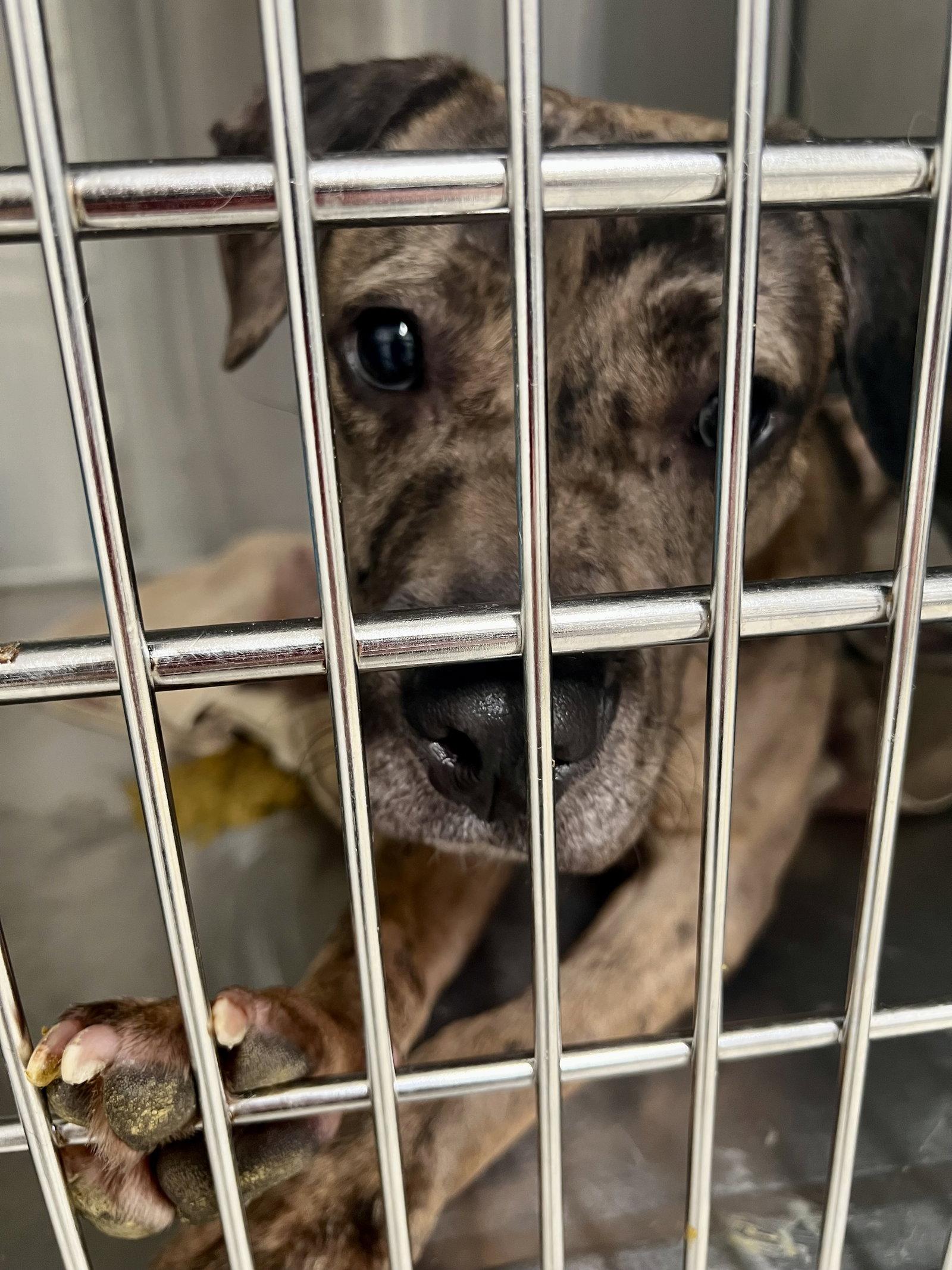 Peach, Adoptable, Adult Female Cattle Dog.