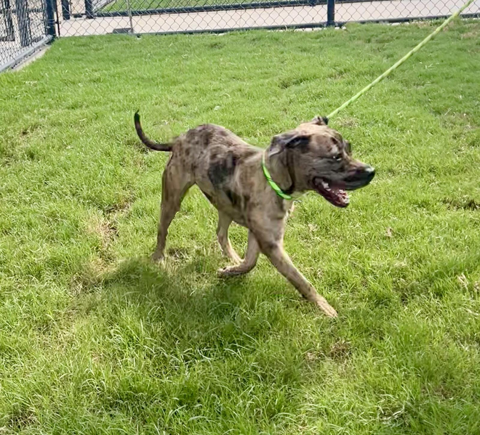 Enlarge Peach, a Adoptable Cattle Dog in Atlanta, GA image 2/3