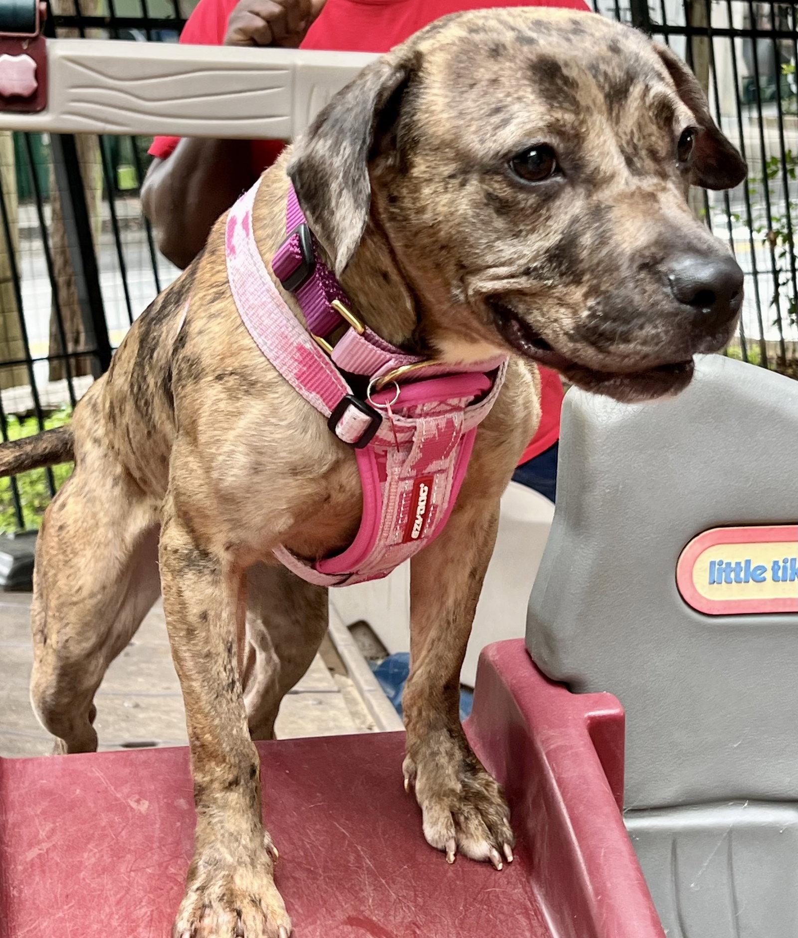Enlarge Peach, a Adoptable Cattle Dog in Atlanta, GA image 3/3