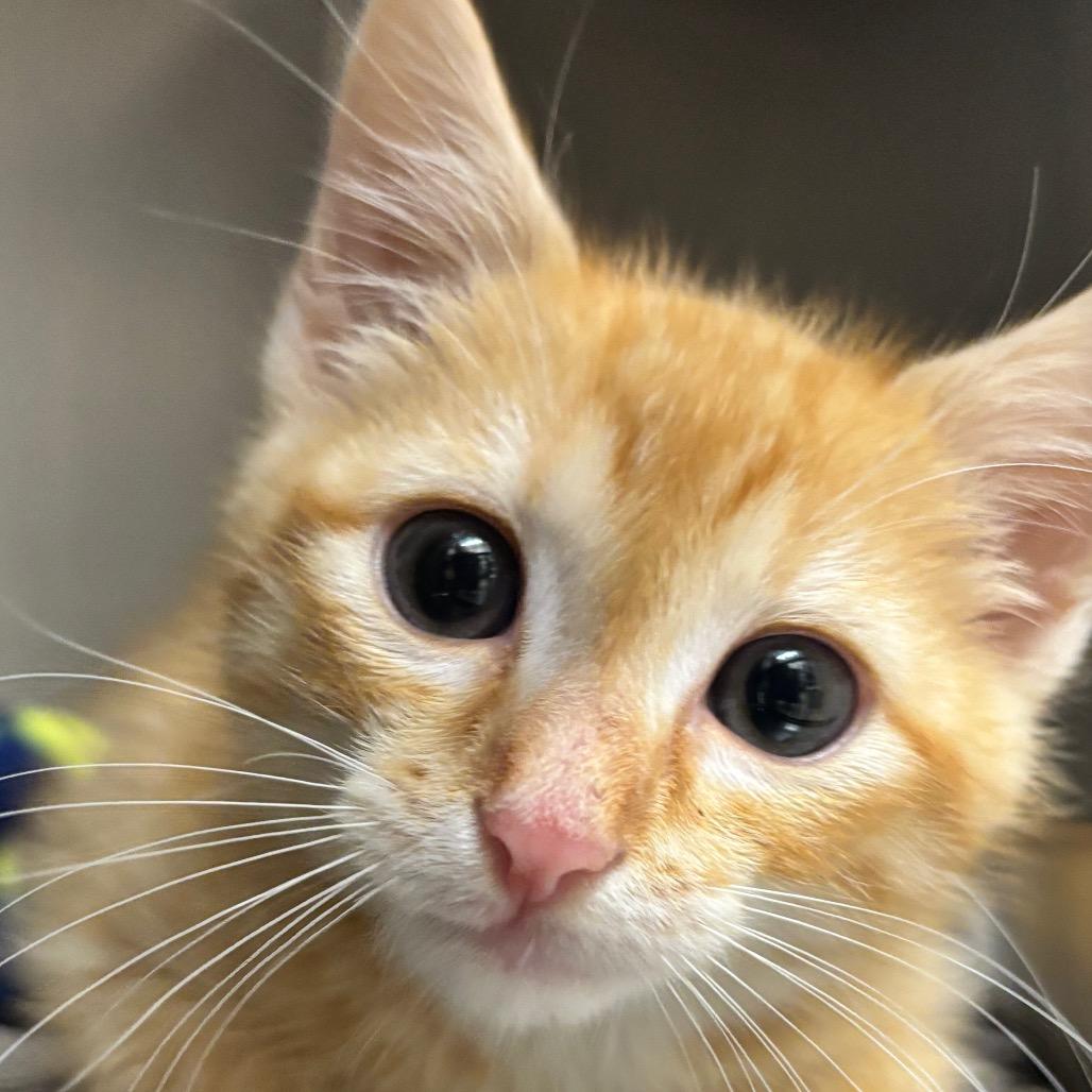 Starlight, Adoptable, Kitten Male Domestic Short Hair.