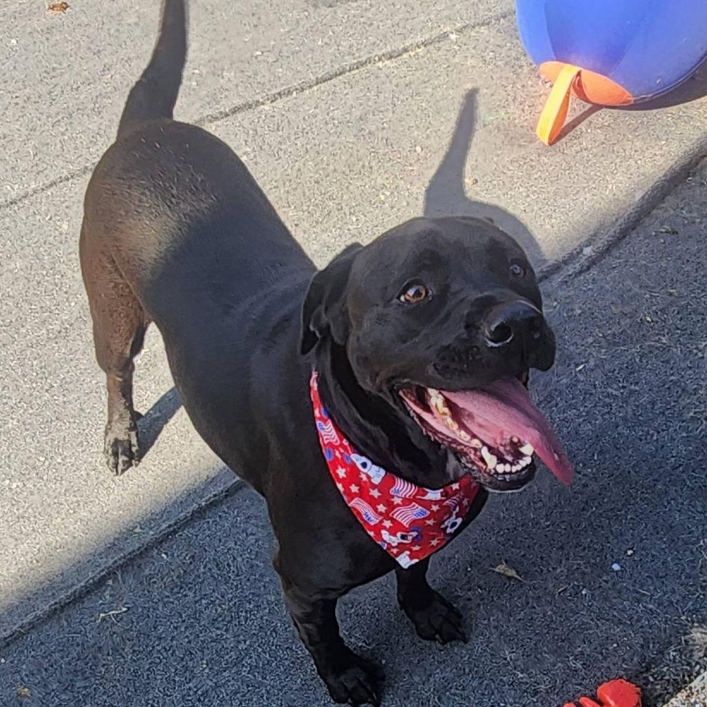 Yukon, Adoptable, Adult Female Rottweiler & Mixed Breed.