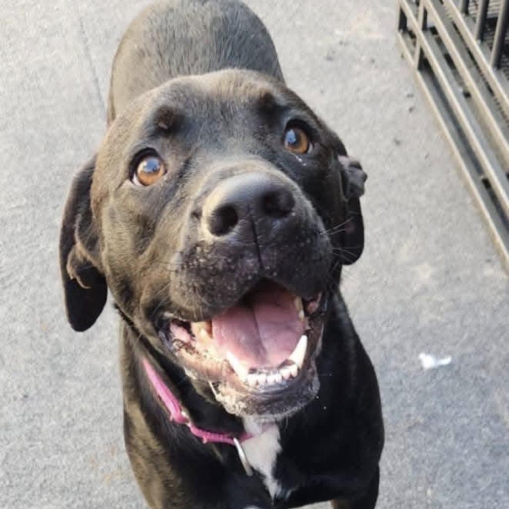 Yukon, Adoptable, Adult Female Rottweiler.