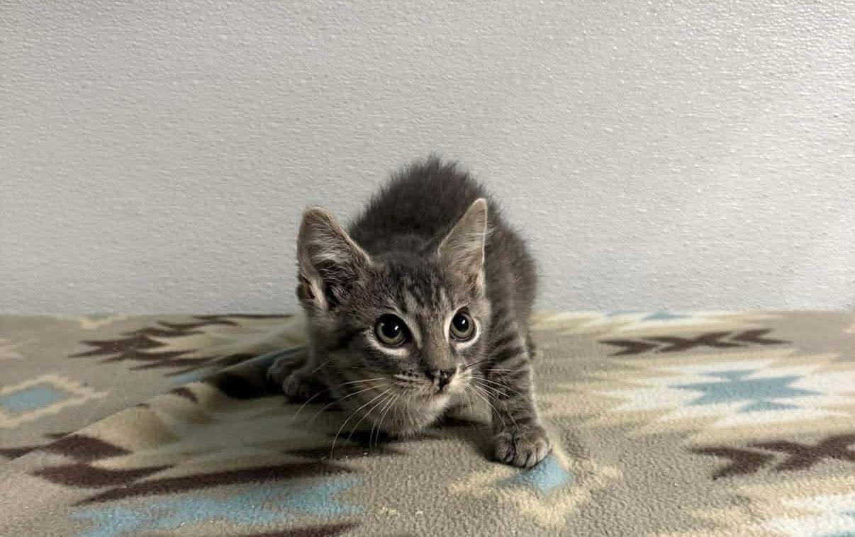 Smokey , a ADOPTABLE Tabby in Kannapolis, NC image 5/5