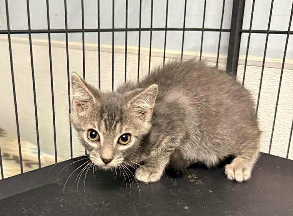 Smokey , a ADOPTABLE Tabby in Kannapolis, NC image 4/5