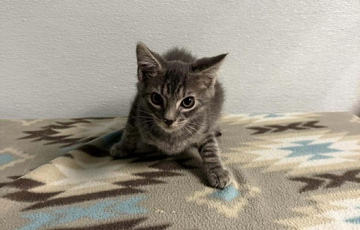 Smokey , a ADOPTABLE Tabby in Kannapolis, NC image 3/5