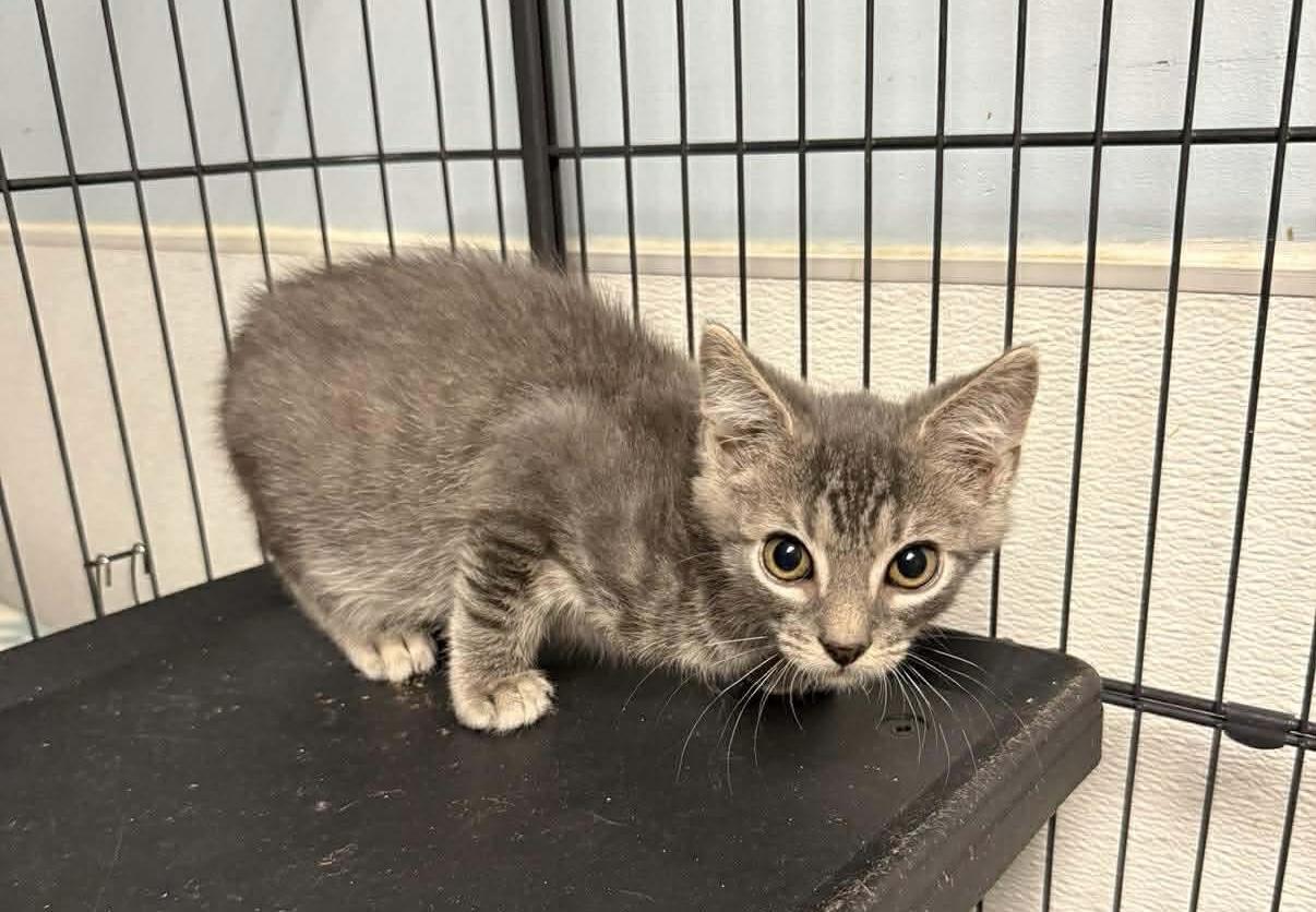 Smokey , ADOPTABLE, Kitten Male Tabby.