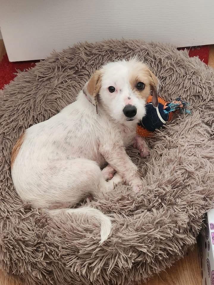 Trinket, Adoptable, Puppy Female Terrier & Chihuahua.