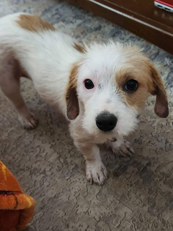 Enlarge Trinket, a Adoptable mixed breed in San Bernardino, CA image 2/3