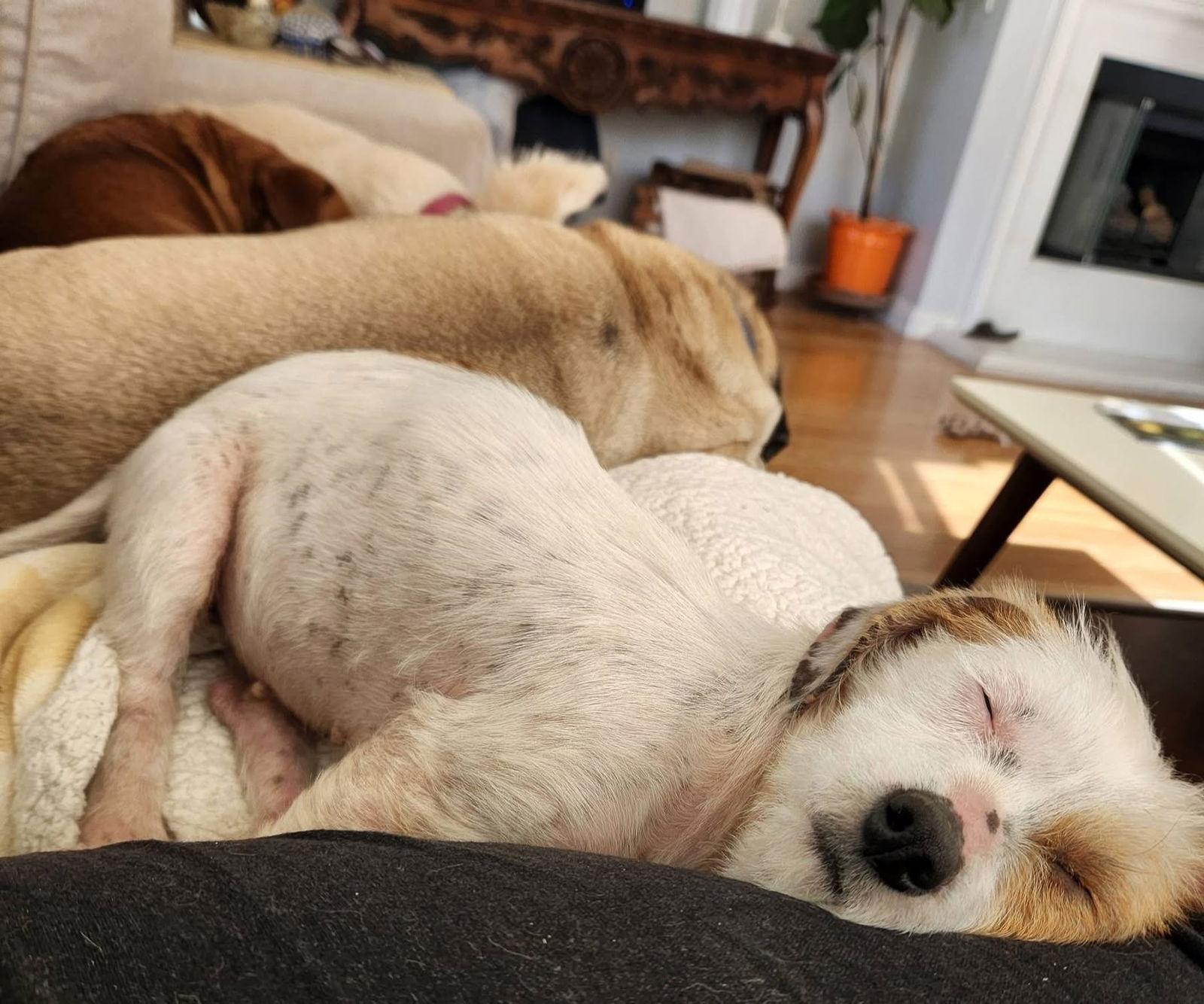 Enlarge Trinket, a Adoptable mixed breed in San Bernardino, CA image 3/3