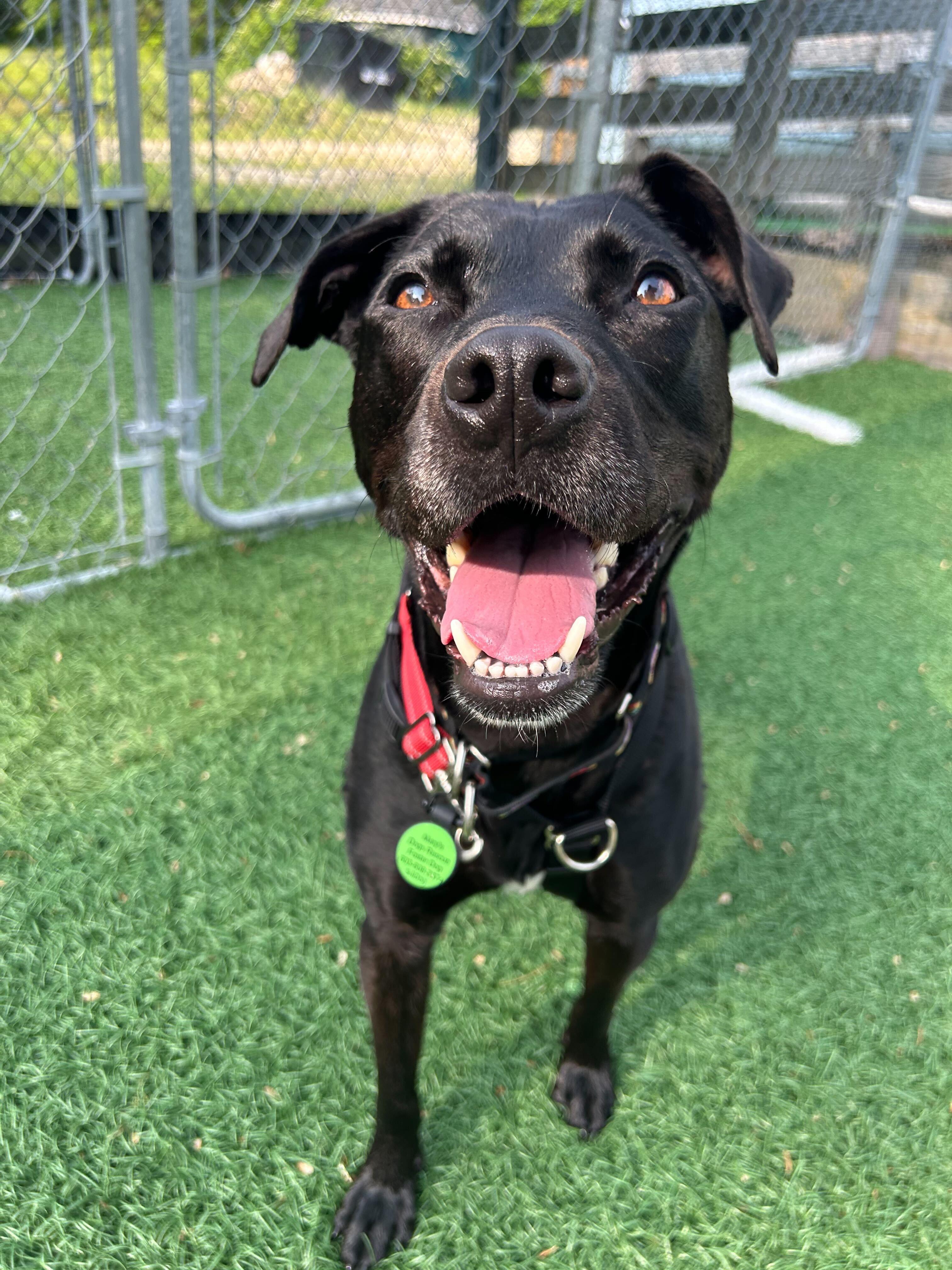 Wesson *HERE IN NH*, a Adoptable Mixed Breed in Northwood, NH image 2/6