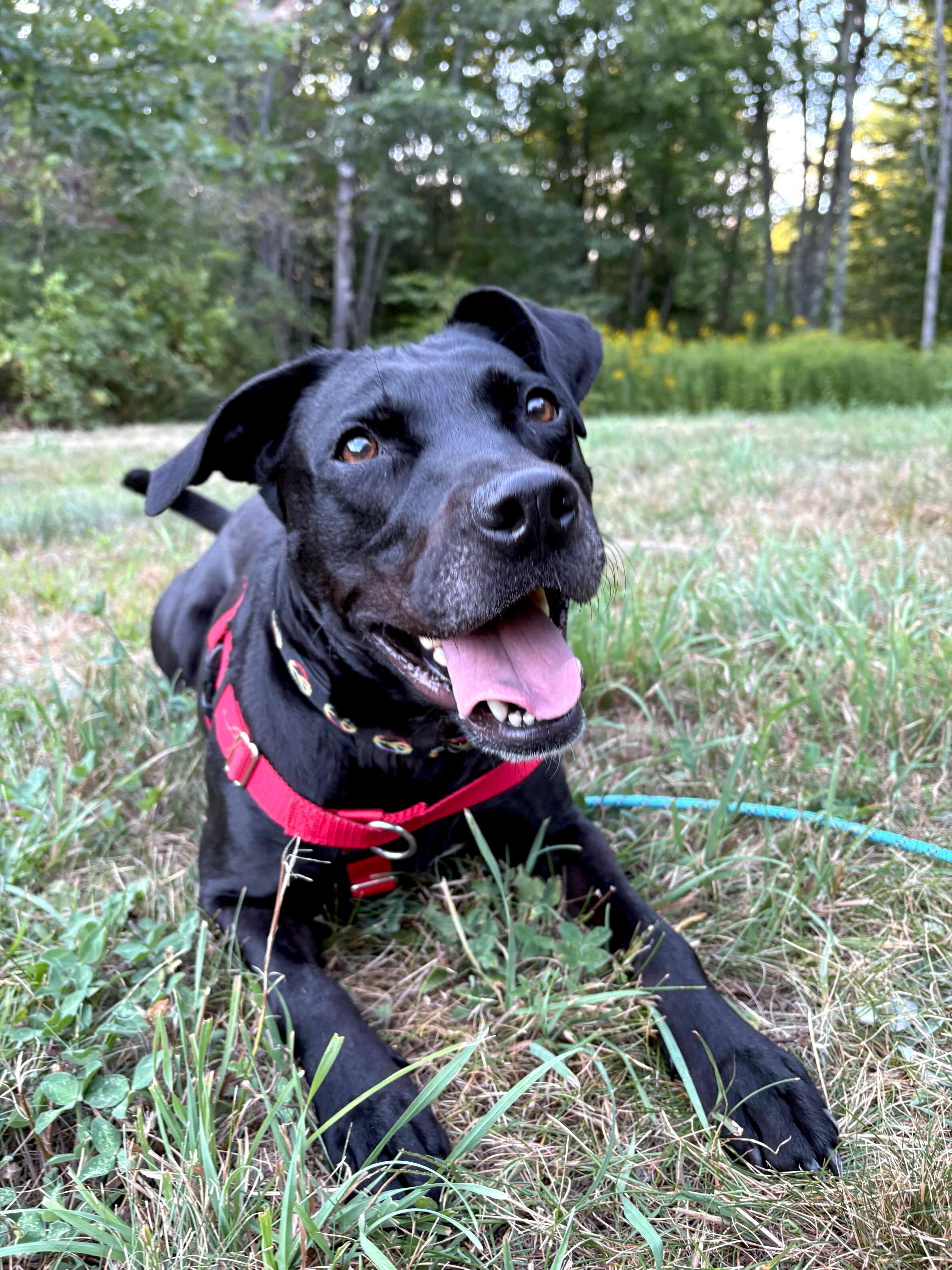 Wesson *HERE IN NH*, a Adoptable Mixed Breed in Northwood, NH image 5/6