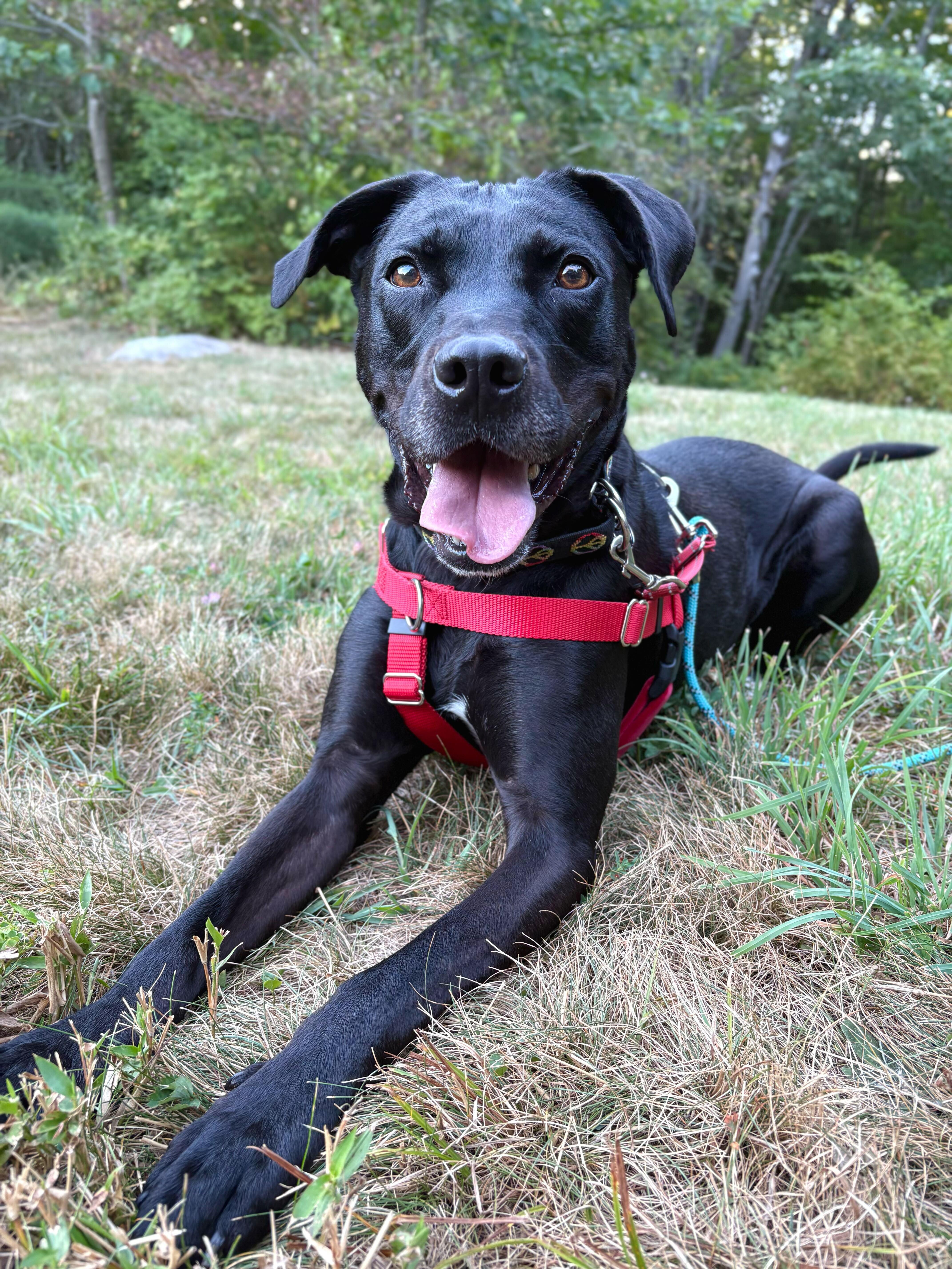 Wesson *HERE IN NH*, a Adoptable Mixed Breed in Northwood, NH image 6/6