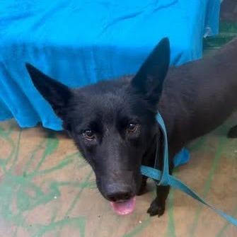 Enlarge Leah, a Adoptable mixed breed in Hattiesburg, MS image 1/6