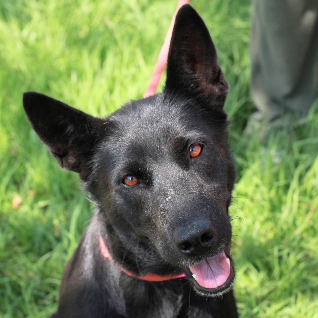 Enlarge Leah, a Adoptable mixed breed in Hattiesburg, MS image 2/6
