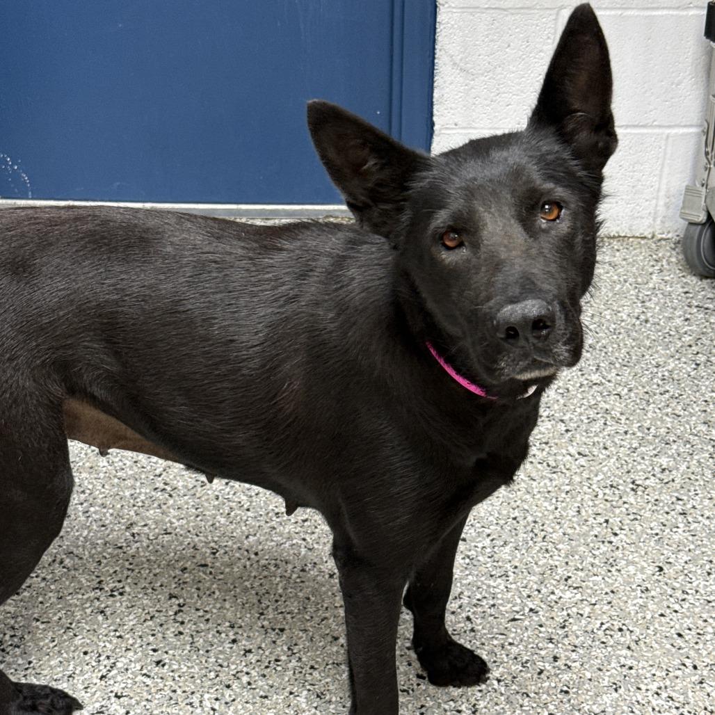 Enlarge Leah, a Adoptable mixed breed in Hattiesburg, MS image 3/6