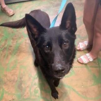 Enlarge Leah, a Adoptable mixed breed in Hattiesburg, MS image 4/6