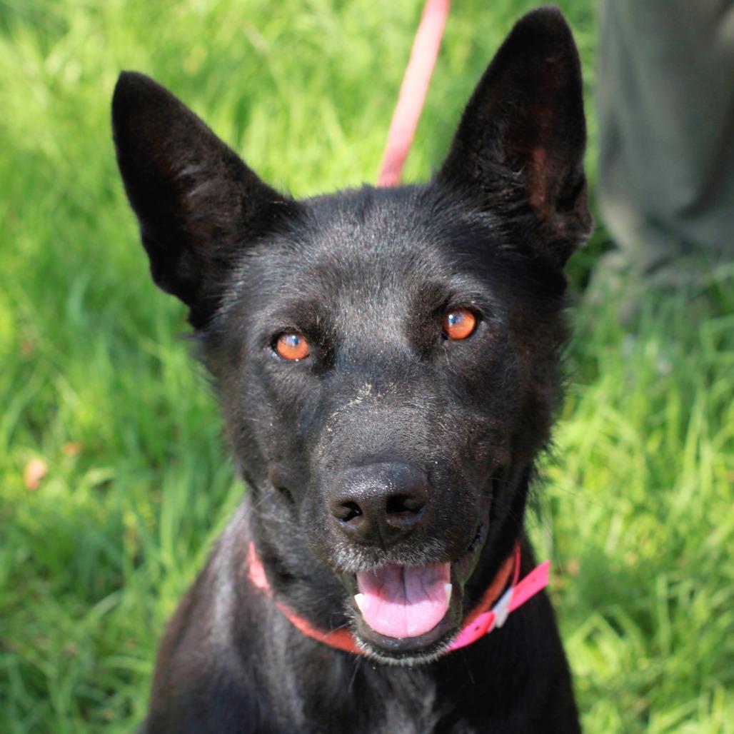 Enlarge Leah, a Adoptable mixed breed in Hattiesburg, MS image 5/6
