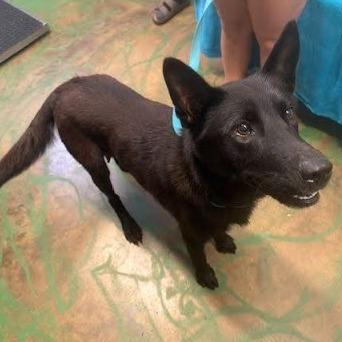 Enlarge Leah, a Adoptable mixed breed in Hattiesburg, MS image 6/6