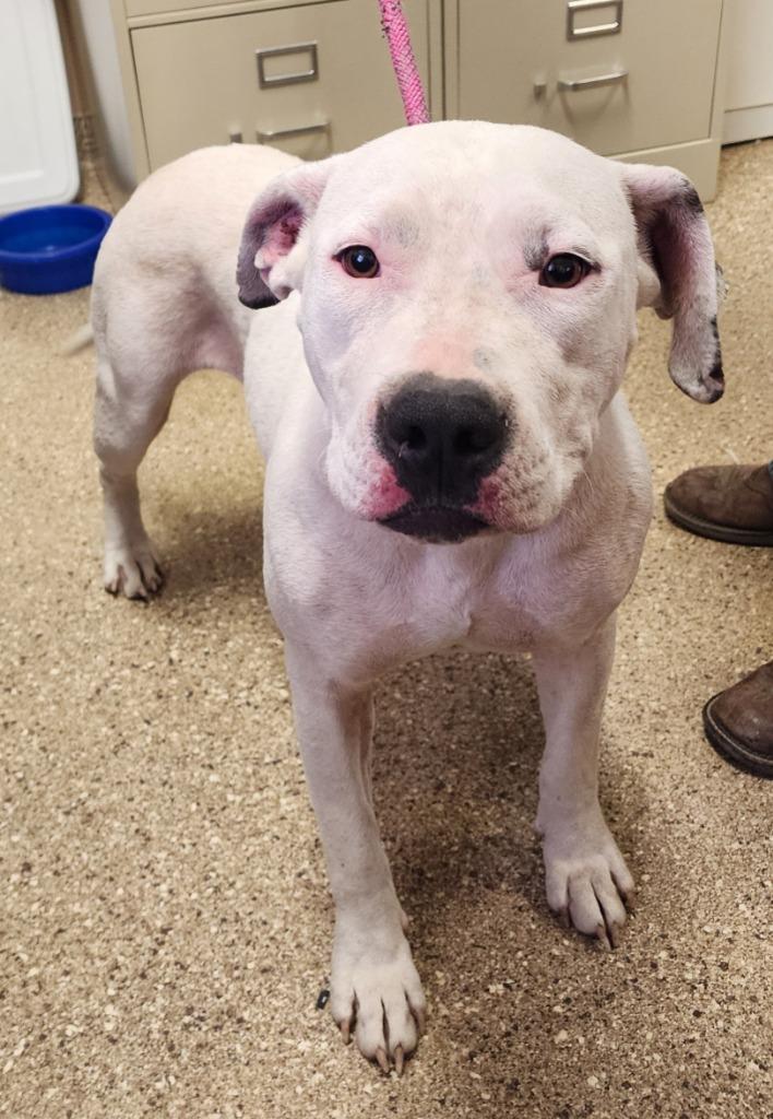 Enlarge Cheyenne, a Adoptable Pit Bull Terrier in Great Bend, KS image 1/2