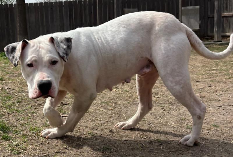 Enlarge Cheyenne, a Adoptable Pit Bull Terrier in Great Bend, KS image 2/2