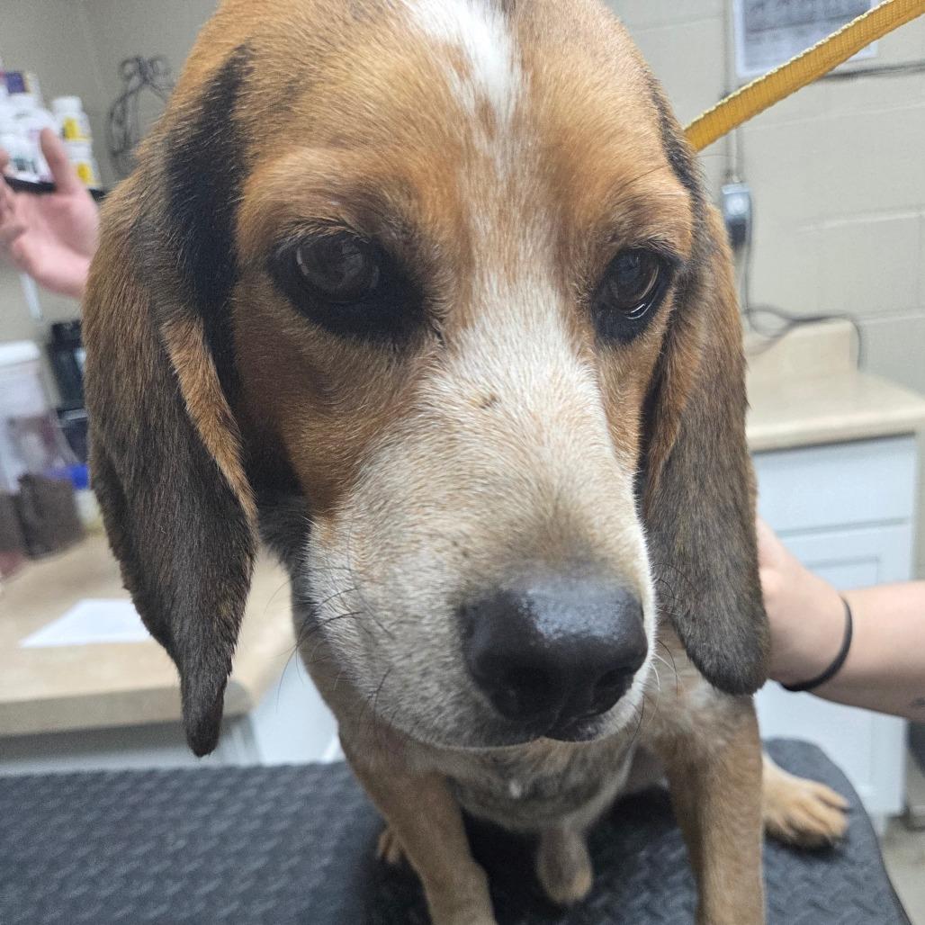 Enlarge Rusty, a Adoptable mixed breed in Madisonville, KY image 1/1