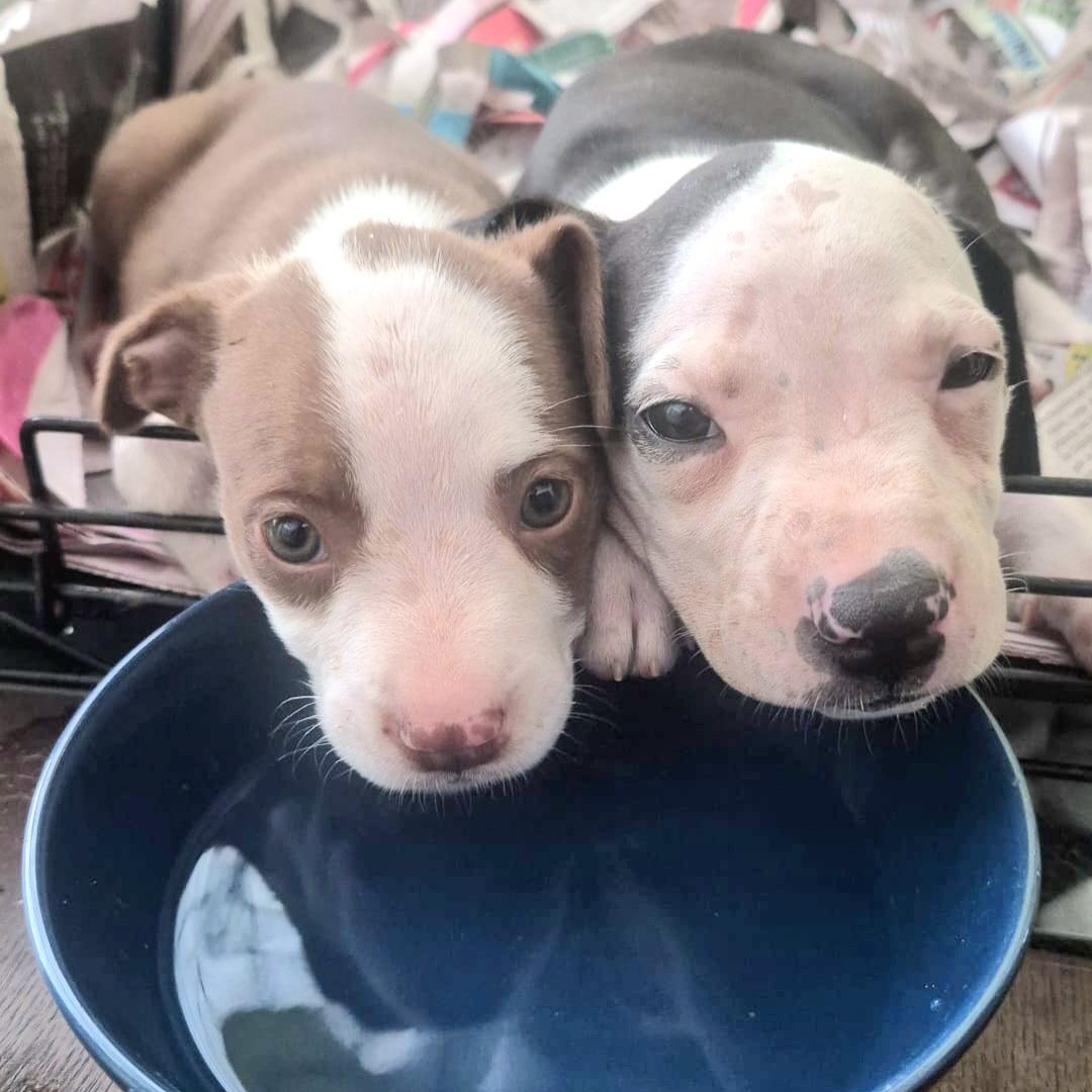 Sol Star "all Of thumbnail 2