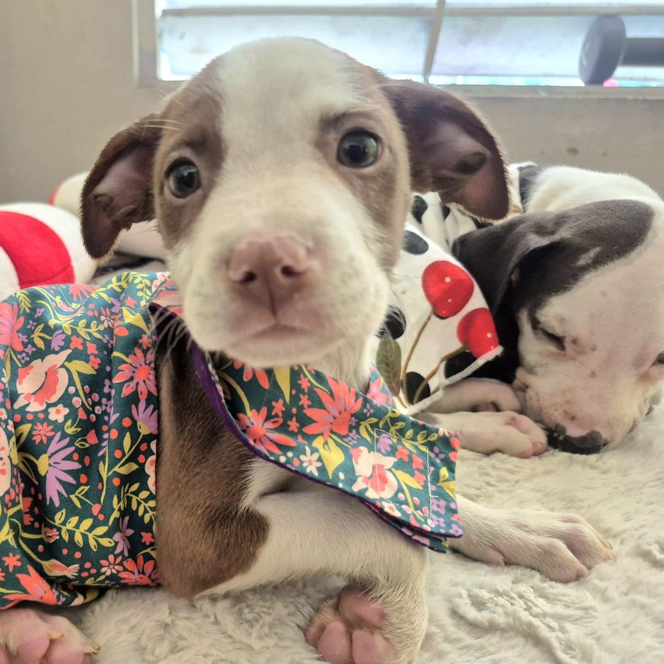 Sol Star "all Of thumbnail 3