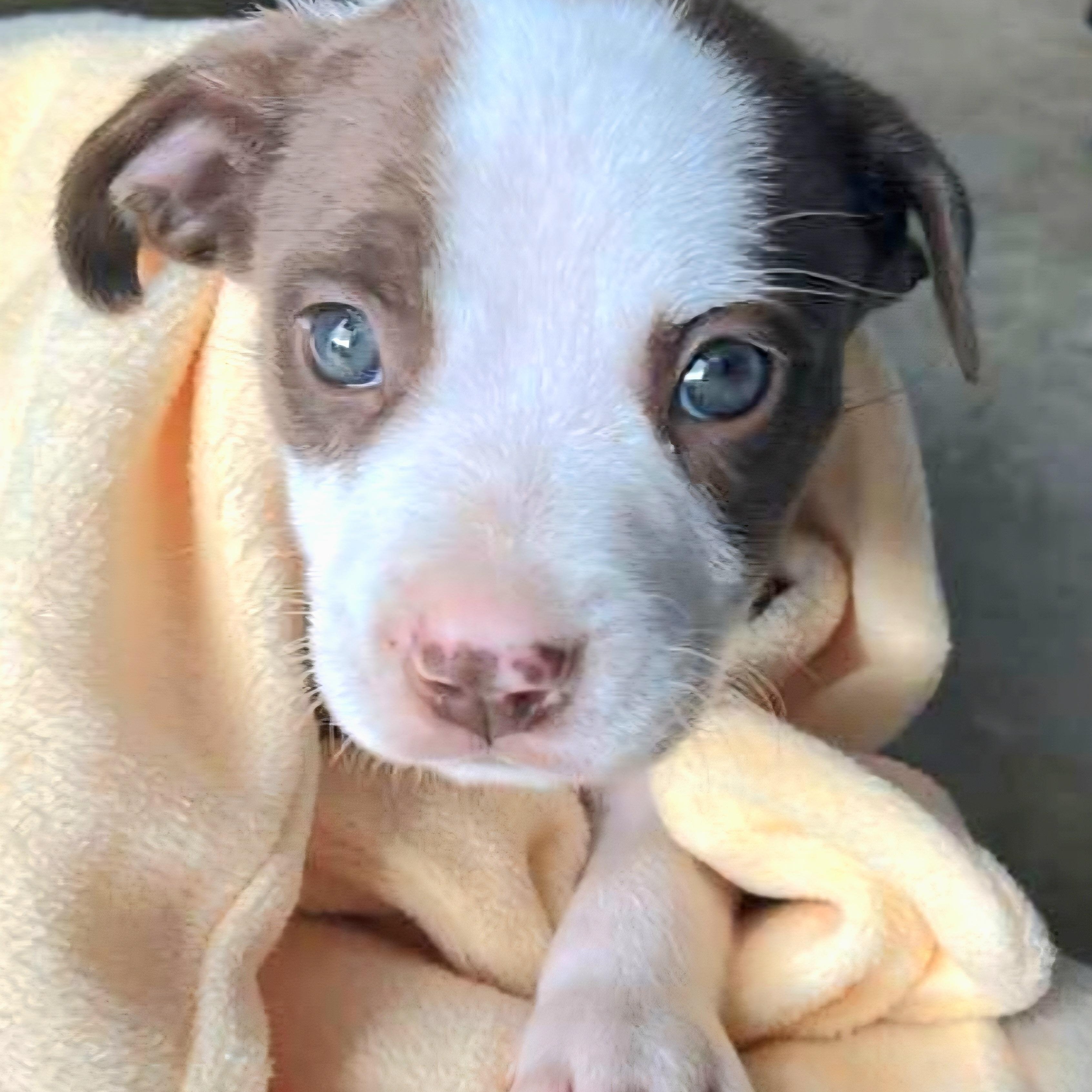 Sol Star "all Of thumbnail 4